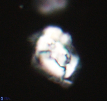 Helicosphaeroides reticulata VR 32901