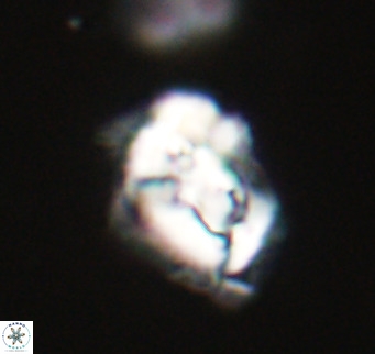 Helicosphaeroides reticulata VR 32901