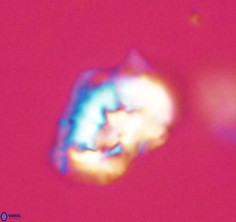 Helicosphaeroides reticulata VR 32903