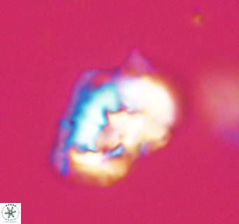 Helicosphaeroides reticulata VR 32903