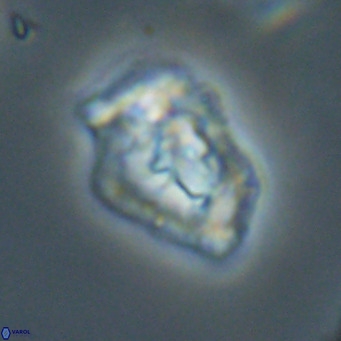 Helicosphaeroides reticulata VR 32914
