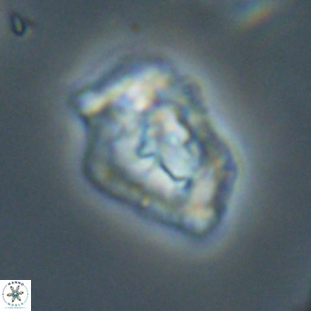 Helicosphaeroides reticulata VR 32914