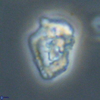 Helicosphaeroides reticulata VR 32915