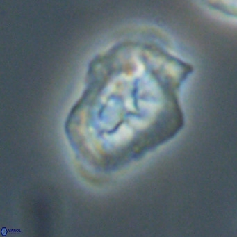 Helicosphaeroides reticulata VR 32917