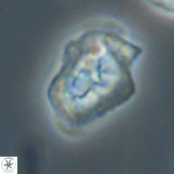 Helicosphaeroides reticulata VR 32917