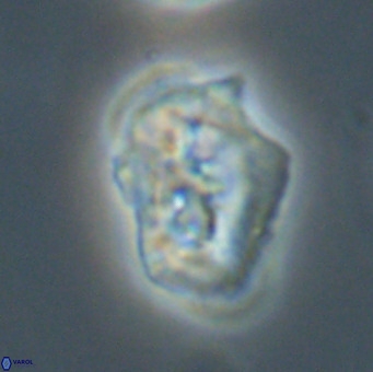 Helicosphaeroides reticulata VR 32918