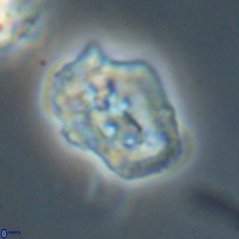 Helicosphaeroides reticulata VR 32919