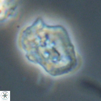 Helicosphaeroides reticulata VR 32919