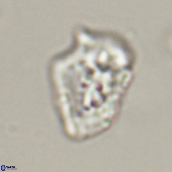 Helicosphaeroides reticulata VR 32910