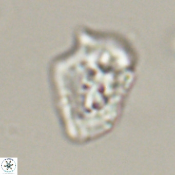 Helicosphaeroides reticulata VR 32910