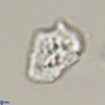 Helicosphaeroides reticulata VR 32911