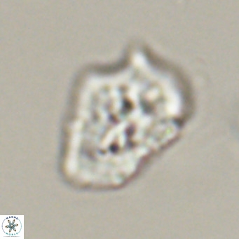 Helicosphaeroides reticulata VR 32911