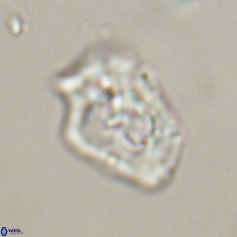 Helicosphaeroides reticulata VR 32912