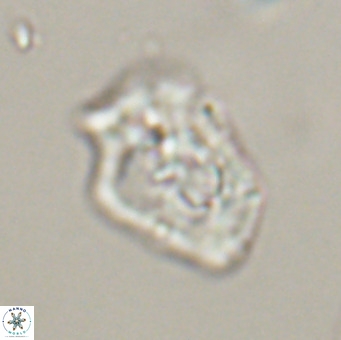 Helicosphaeroides reticulata VR 32912