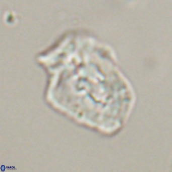 Helicosphaeroides reticulata VR 32913