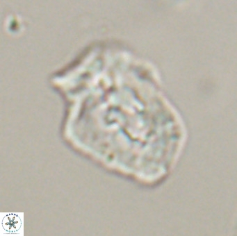 Helicosphaeroides reticulata VR 32913