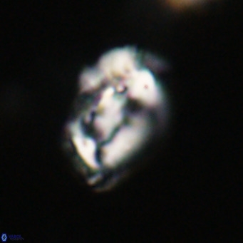 Helicosphaeroides reticulata VR 32924