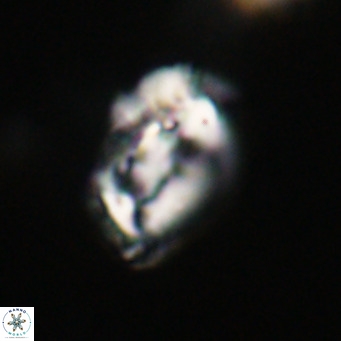 Helicosphaeroides reticulata VR 32924
