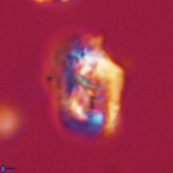 Helicosphaeroides reticulata VR 32926