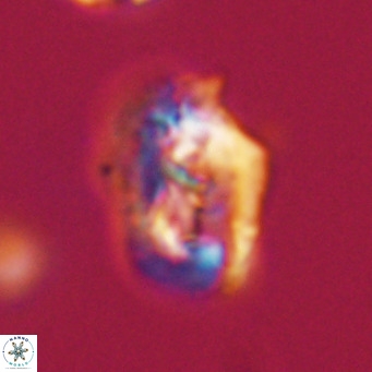 Helicosphaeroides reticulata VR 32926