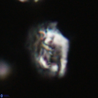 Helicosphaeroides reticulata VR 32927