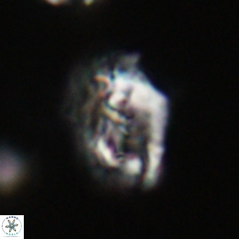 Helicosphaeroides reticulata VR 32927