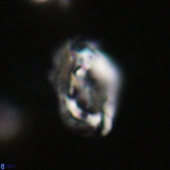 Helicosphaeroides reticulata VR 32928