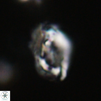 Helicosphaeroides reticulata VR 32928