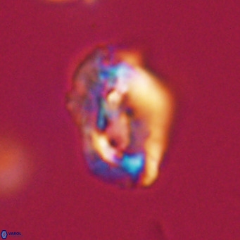 Helicosphaeroides reticulata VR 32929