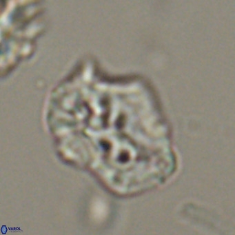 Helicosphaeroides reticulata VR 32920