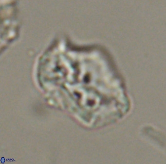 Helicosphaeroides reticulata VR 32921