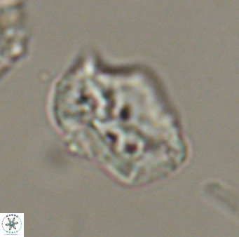Helicosphaeroides reticulata VR 32921