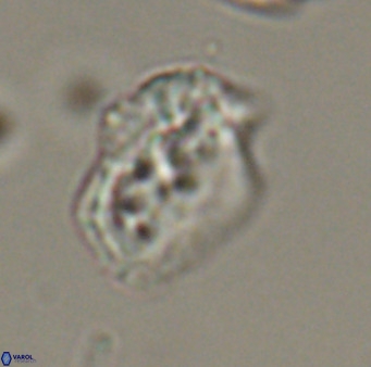 Helicosphaeroides reticulata VR 32923