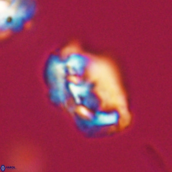 Helicosphaeroides reticulata VR 32930