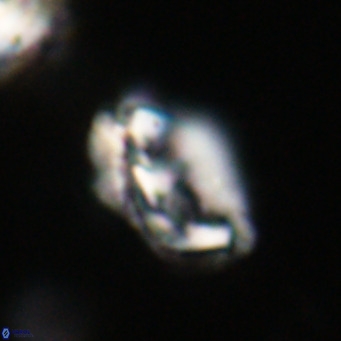 Helicosphaeroides reticulata VR 32931