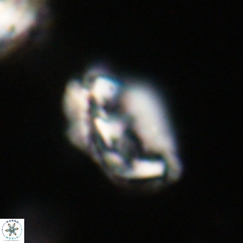 Helicosphaeroides reticulata VR 32931