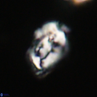 Helicosphaeroides reticulata VR 32932