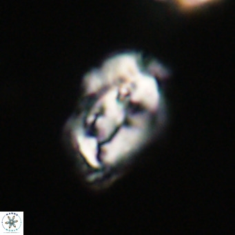 Helicosphaeroides reticulata VR 32932