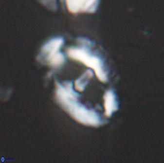 Helicosphaeroides seminulum 25848