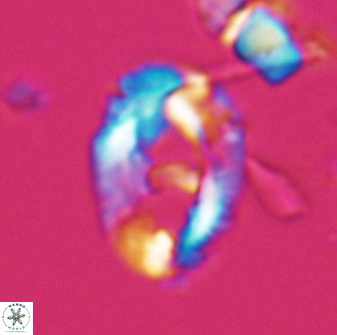 Helicosphaeroides seminulum 25851