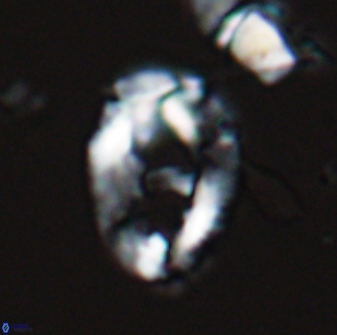 Helicosphaeroides seminulum 25852