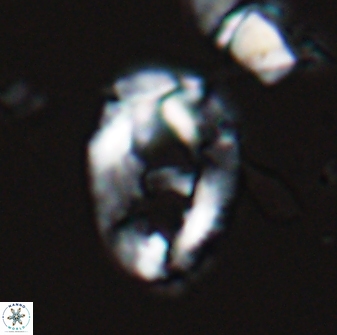 Helicosphaeroides seminulum 25852