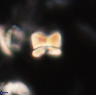 Heliolithus aktasii 20977