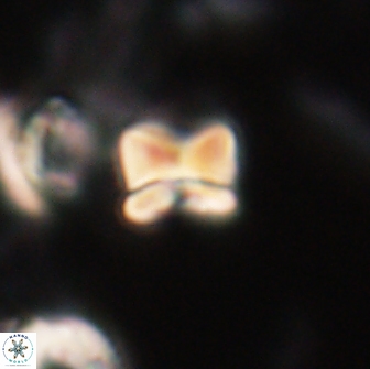 Heliolithus aktasii 20977