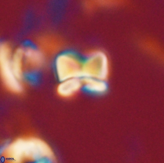 Heliolithus aktasii 20978