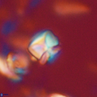 Heliolithus aktasii 20979