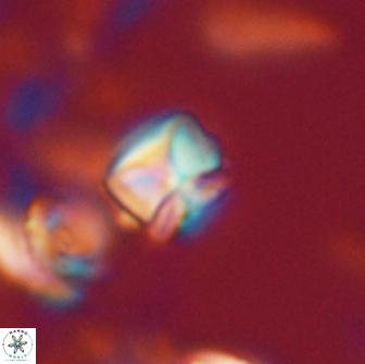 Heliolithus aktasii 20979