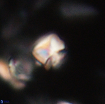 Heliolithus aktasii 20980