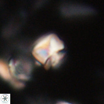 Heliolithus aktasii 20980