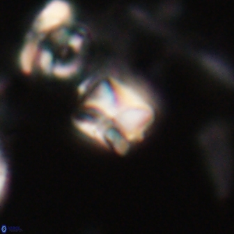 Heliolithus aktasii 20981